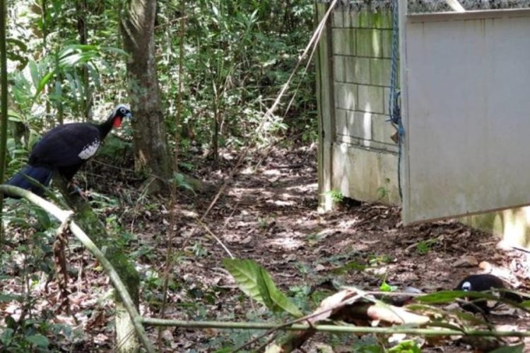 Parque do Rio Doce recebe jacutingas