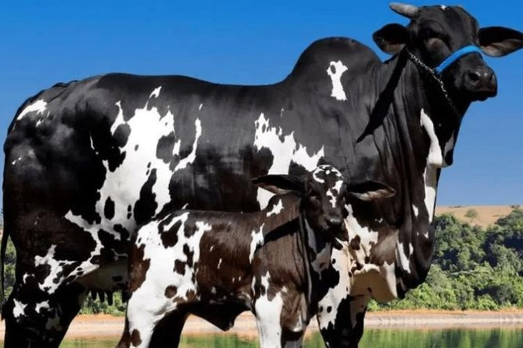 Vaca avaliada em R$ 15,2 milhões