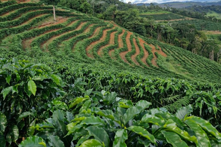 Sistema Faemg Senar promove cafés mineiros