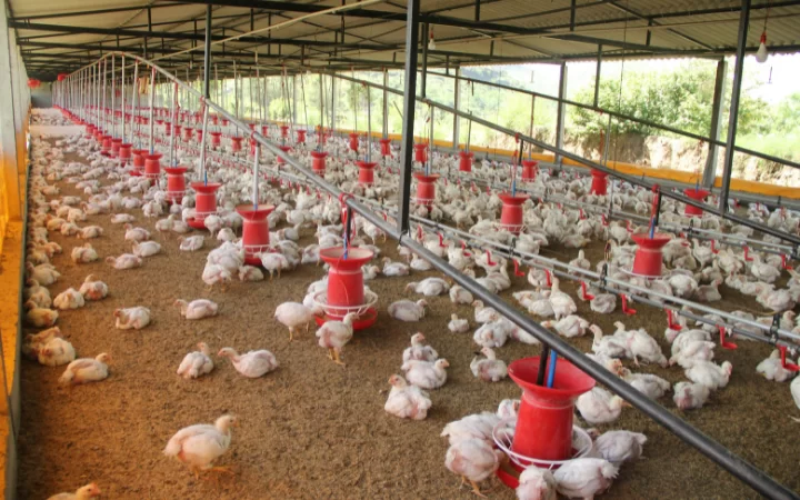 Zema decreta emergência sanitária animal em Minas