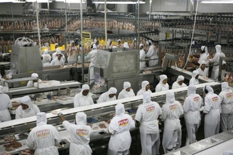 Investimentos em granjas na Zona da Mata