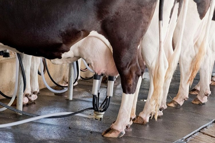 Preço do leite cai em Minas