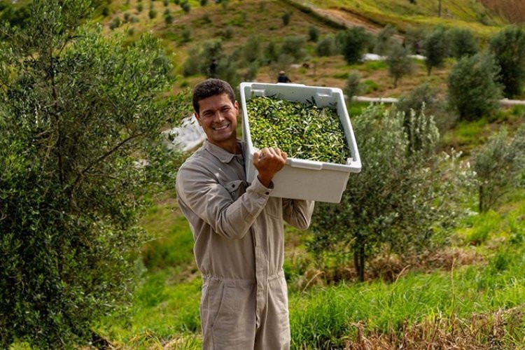 Azeite mineiro é 3º melhor do mundo