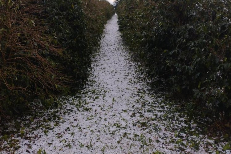 Sistema Faemg Senar orienta produtores afetados por granizo