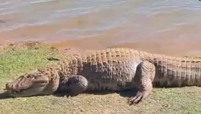 O resgate do jacaré Alfredo e a legislação de caça no Brasil.