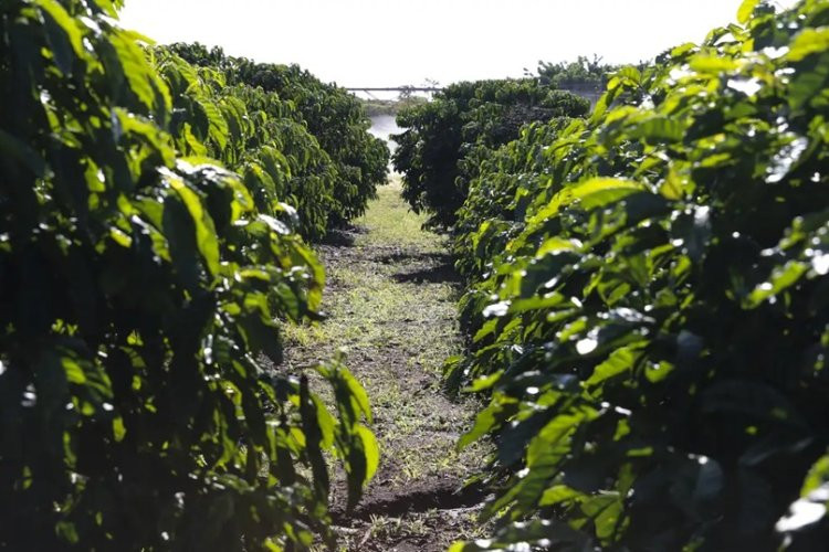 Triângulo entre os maiores produtores