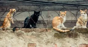Equipe Cães&Gatos