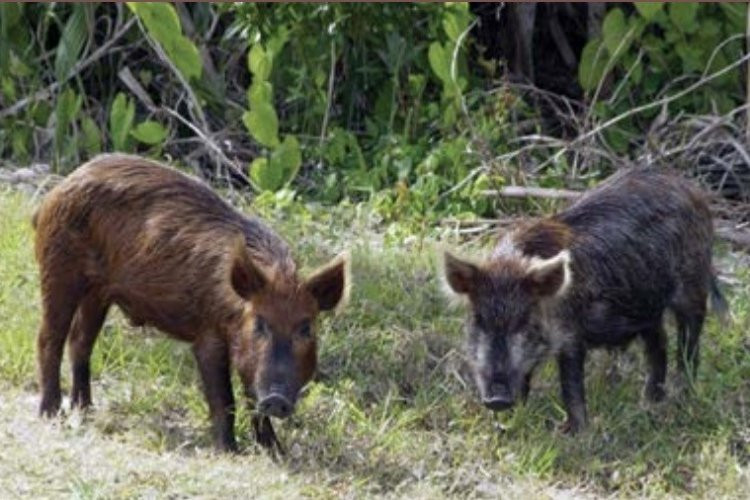 Lei autoriza controle populacional do javali&europeu