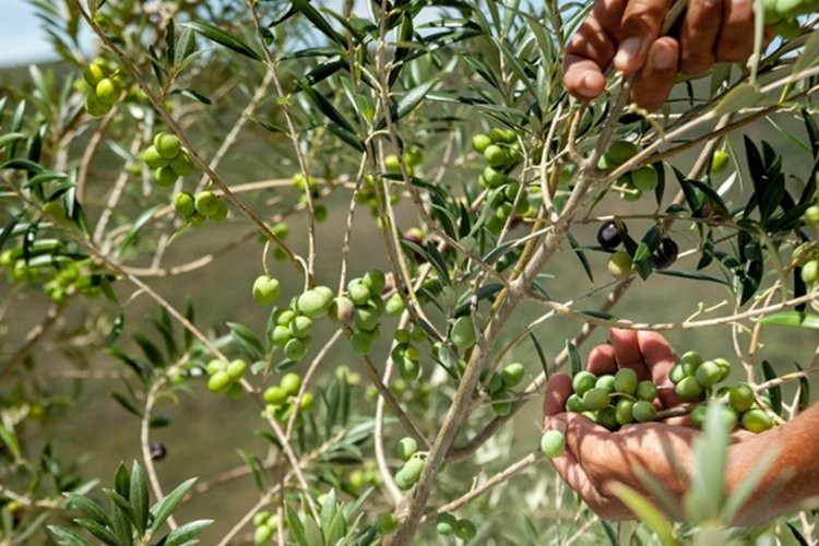 Recorde na produção mineira de azeite