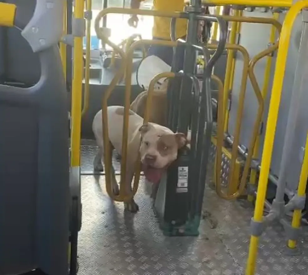 Cães da raça pitbull embarcam em ônibus na Grande BH