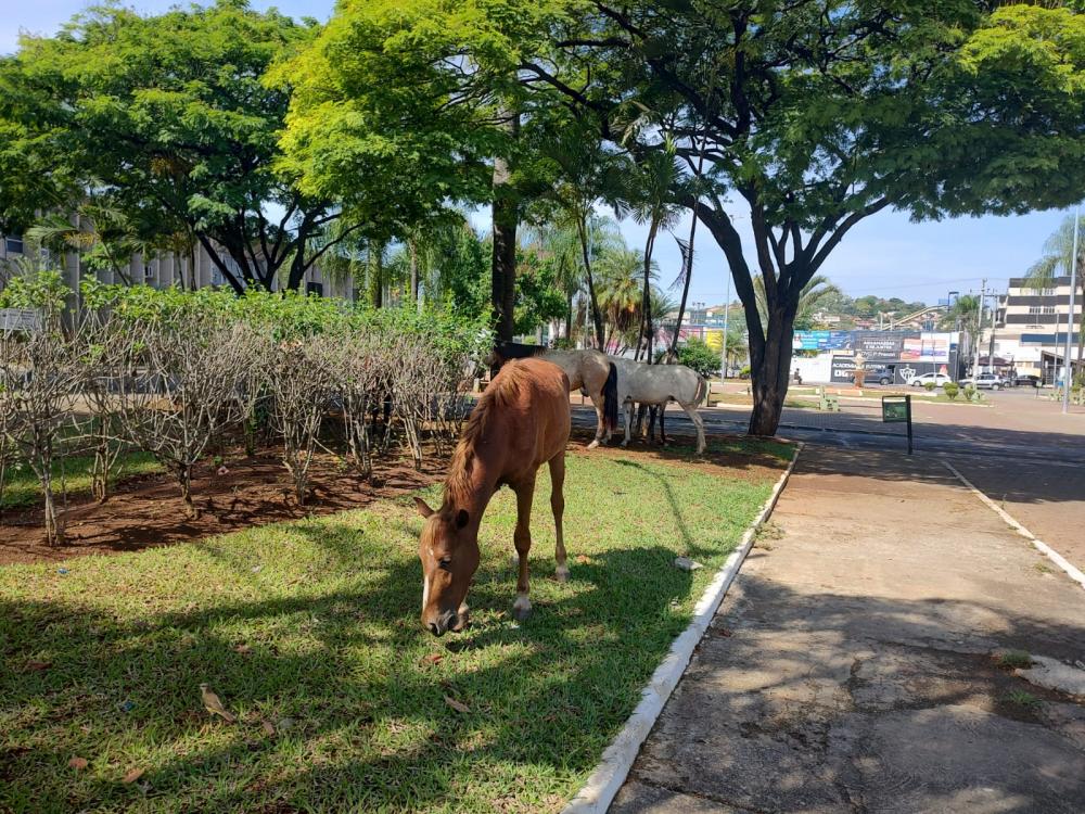 Pedro Leopoldo é o paraíso de animais nas ruas