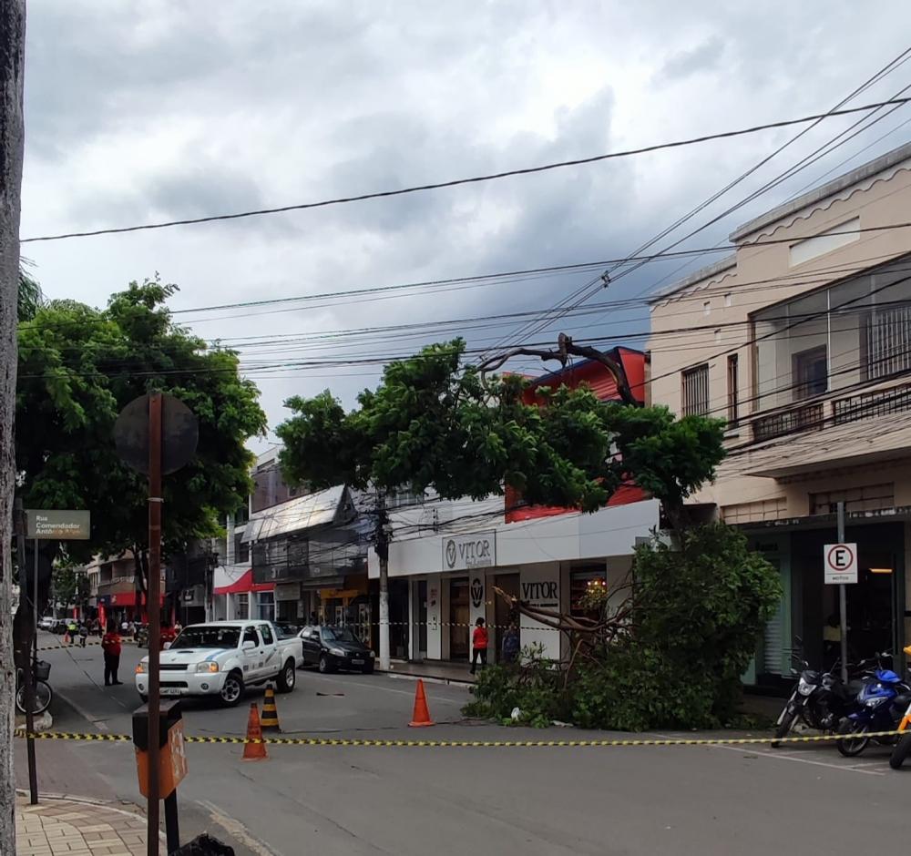 Ventania derruba árvore no centro de Pedro Leopoldo