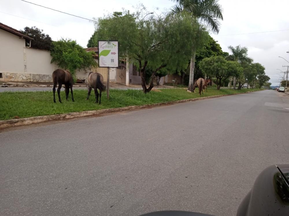 Animais soltos nas ruas em Pedro Leopoldo