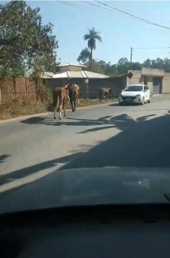 Animais nas ruas. Até quando Prefeita?