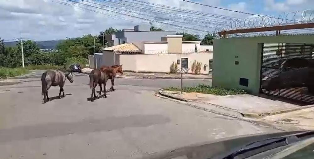 Animais nas ruas. A cena continua